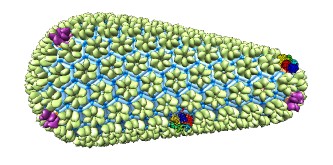 Molecules on cage figure